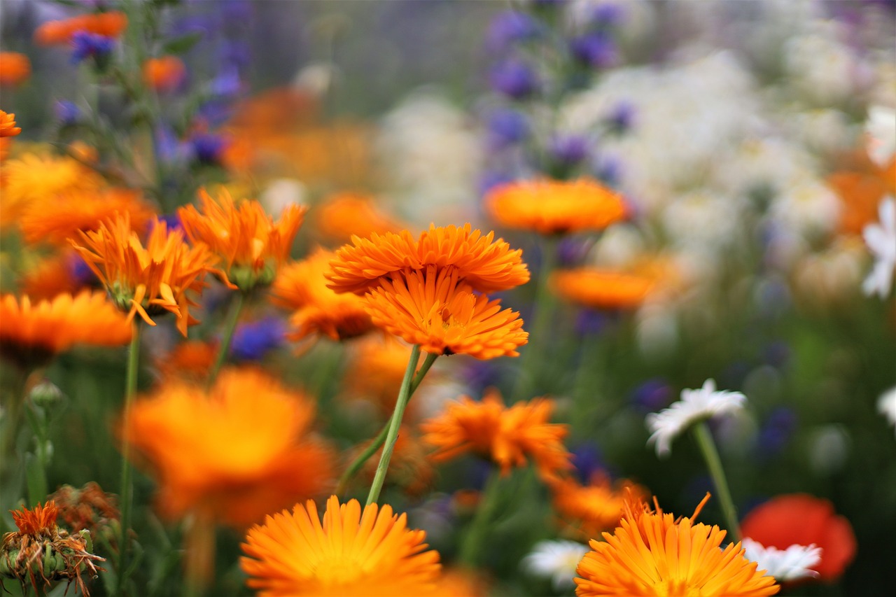 The Philosophy and Science of Preserving Biodiversity